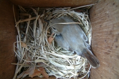 Bonte vliegenvanger nest HBN0002
