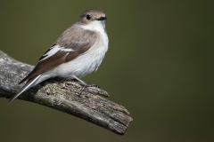 Bonte Vliegenvanger; Pied Flycatcher; Ficedula hypoleuca;Trauerschnäpper