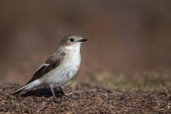 Bonte Vliegenvanger; Pied Flycatcher; Ficedula hypoleuca;Trauerschnäpper