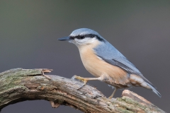 Boomklever;-Eurasian-Nuthatch;-Sitta-europaea_HB59013-kopiëren