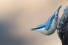 Boomklever_HB59827