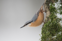 Boomklever; European Nuthatch; Sitta Europaea