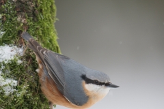 Boomklever; European Nuthatch; Sitta Europaea