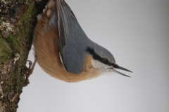 Boomklever; European Nuthatch; Sitta Europaea