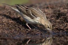 Boompieper;Tree Pipit ; Anthus trivialis