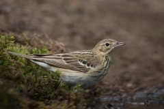 Boompieper;Tree Pipit ; Anthus trivialis
