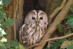 bosuil_HB70481