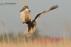 Bruine kiekendief