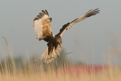 Bruine kiekendief_HBO6501