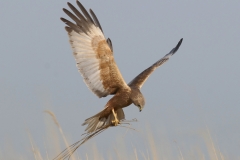 bruine kiekendief_HBO6708