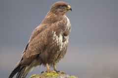 Buizerd
