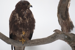 Buizerd_HBN2813