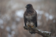 Buizerd_HBN2865