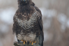 Buizerd_HBN2871