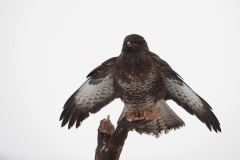 Buizerd_HBN2906