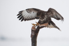 Buizerd_HBN2959