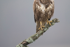 Buizerd; Buzzard; Buteo buteo