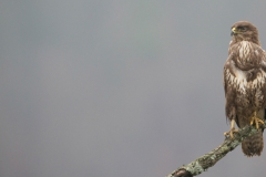 Buizerd; Buzzard; Buteo buteo