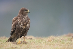 Buizerd; Buzzard; Buteo buteo