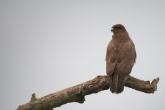 Buizerd; Buzzard; Buteo buteo