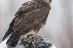 Buizerd; Buzzard; Buteo buteo