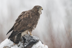 Buizerd; Buzzard; Buteo buteo