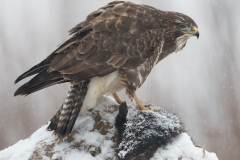 Buizerd; Buzzard; Buteo buteo