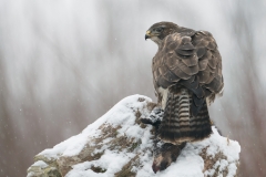 Buizerd; Buzzard; Buteo buteo