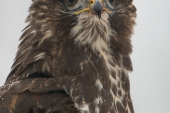 Buizerd; Buzzard; Buteo buteo