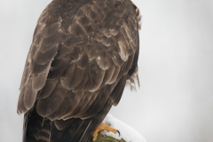 Buizerd; Buzzard; Buteo buteo