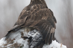 Buizerd; Buzzard; Buteo buteo