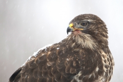 Buizerd; Buzzard; Buteo buteo