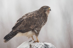 Buizerd; Buzzard; Buteo buteo