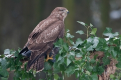 Buizerd_HBN4529