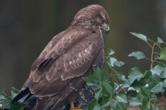 Buizerd_HBN4536
