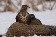 Buizerd_HBN8692