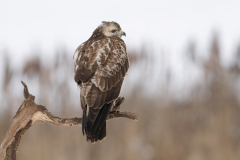 Buizerd_HBN8872