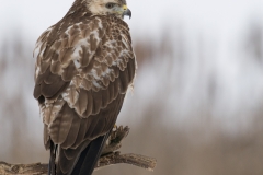 Buizerd_HBN8876