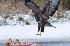 buizerd_HBN3894
