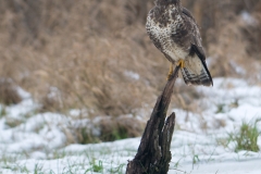 buizerd_HBN3927