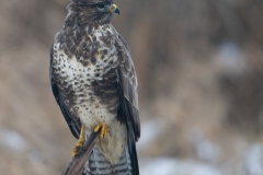 buizerd_HBN3936