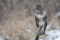 buizerd_HBN3942
