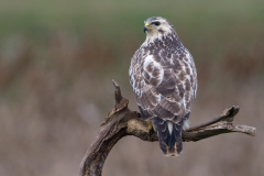 buizerd_HBN4045