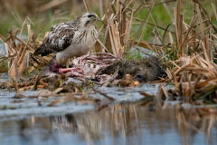 buizerd_HBN4090