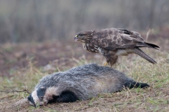 buizerd_HBN4253