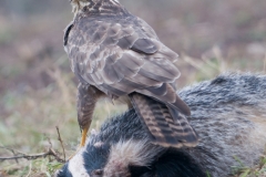 buizerd_HBN4260