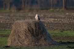 buizerd_HBN4653