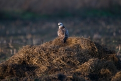buizerd_HBN4678