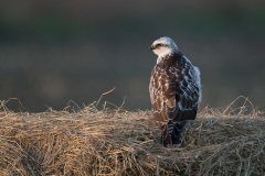 buizerd_HBN4703