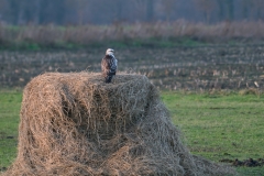 buizerd_HBN4708